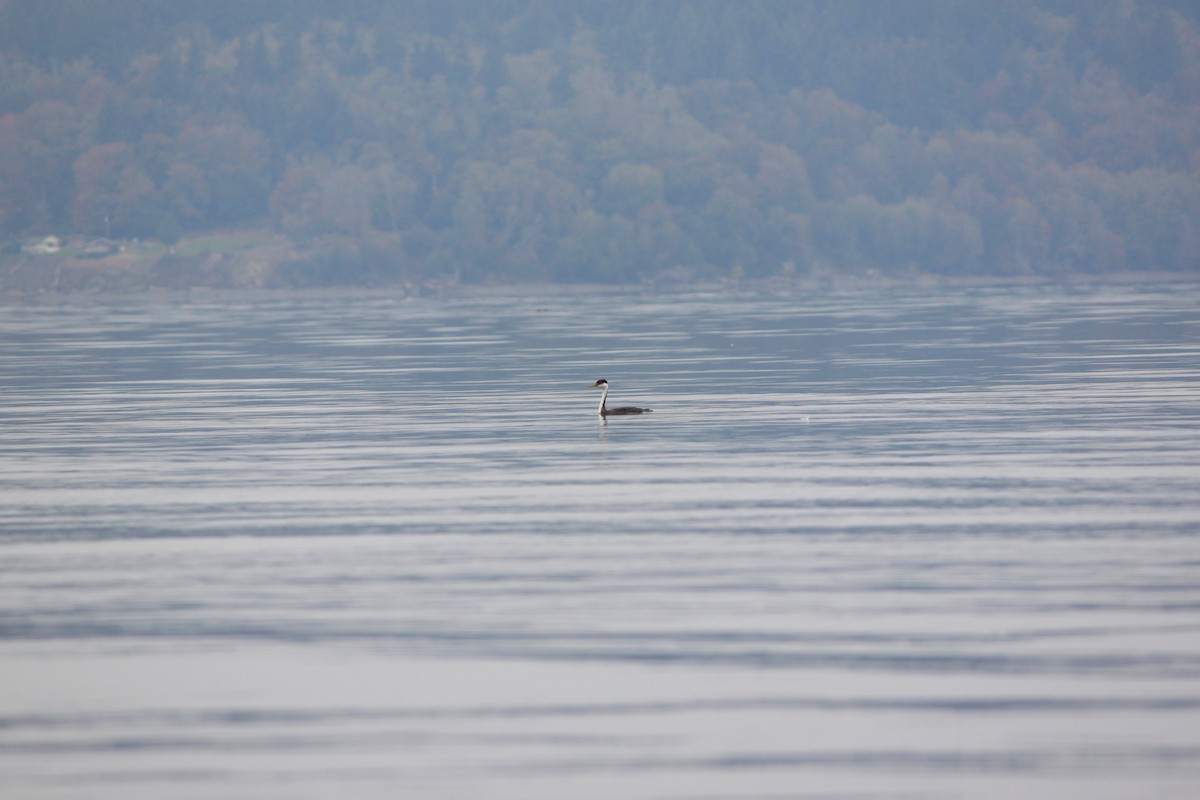 Western Grebe - Kurt Scearce