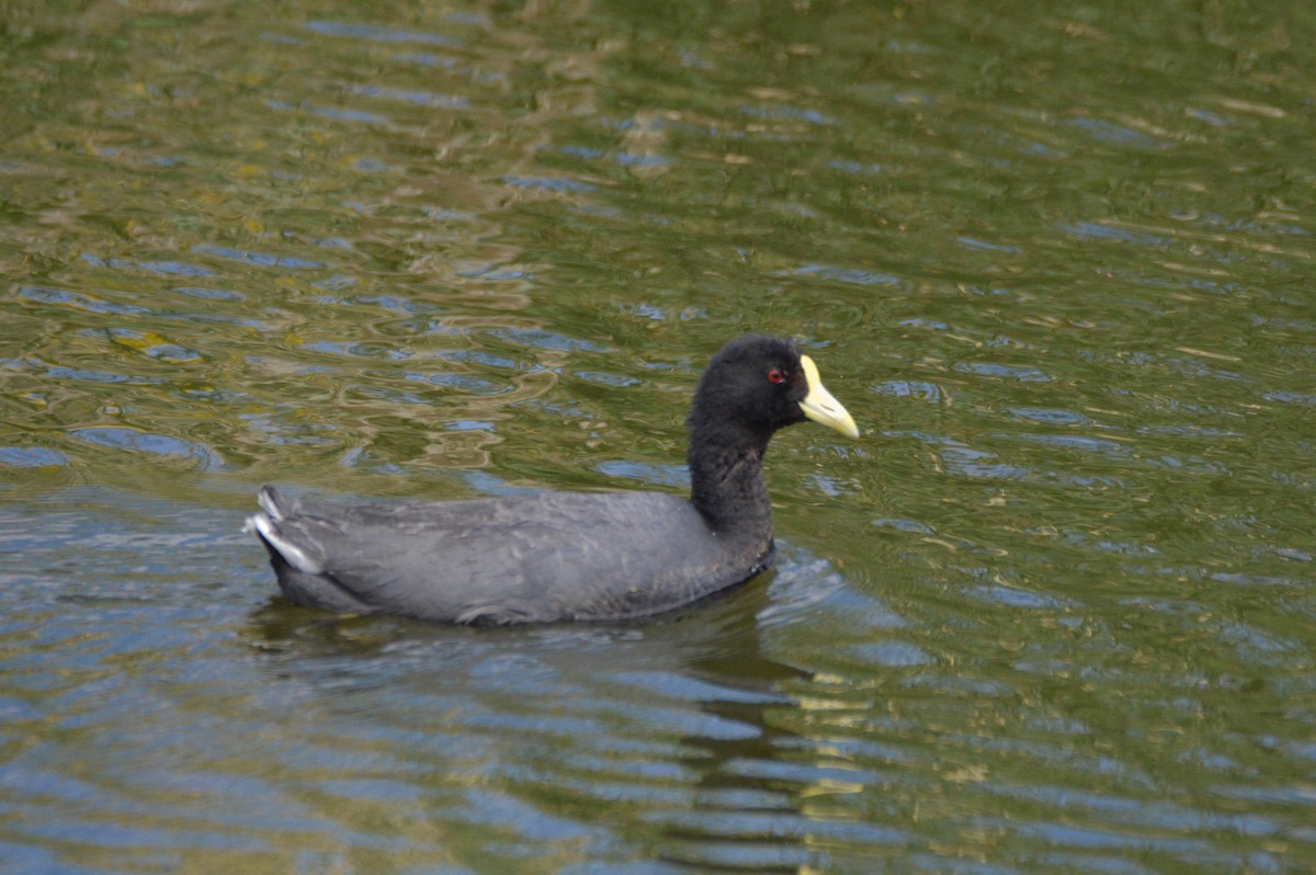White-winged Coot - ML275007701