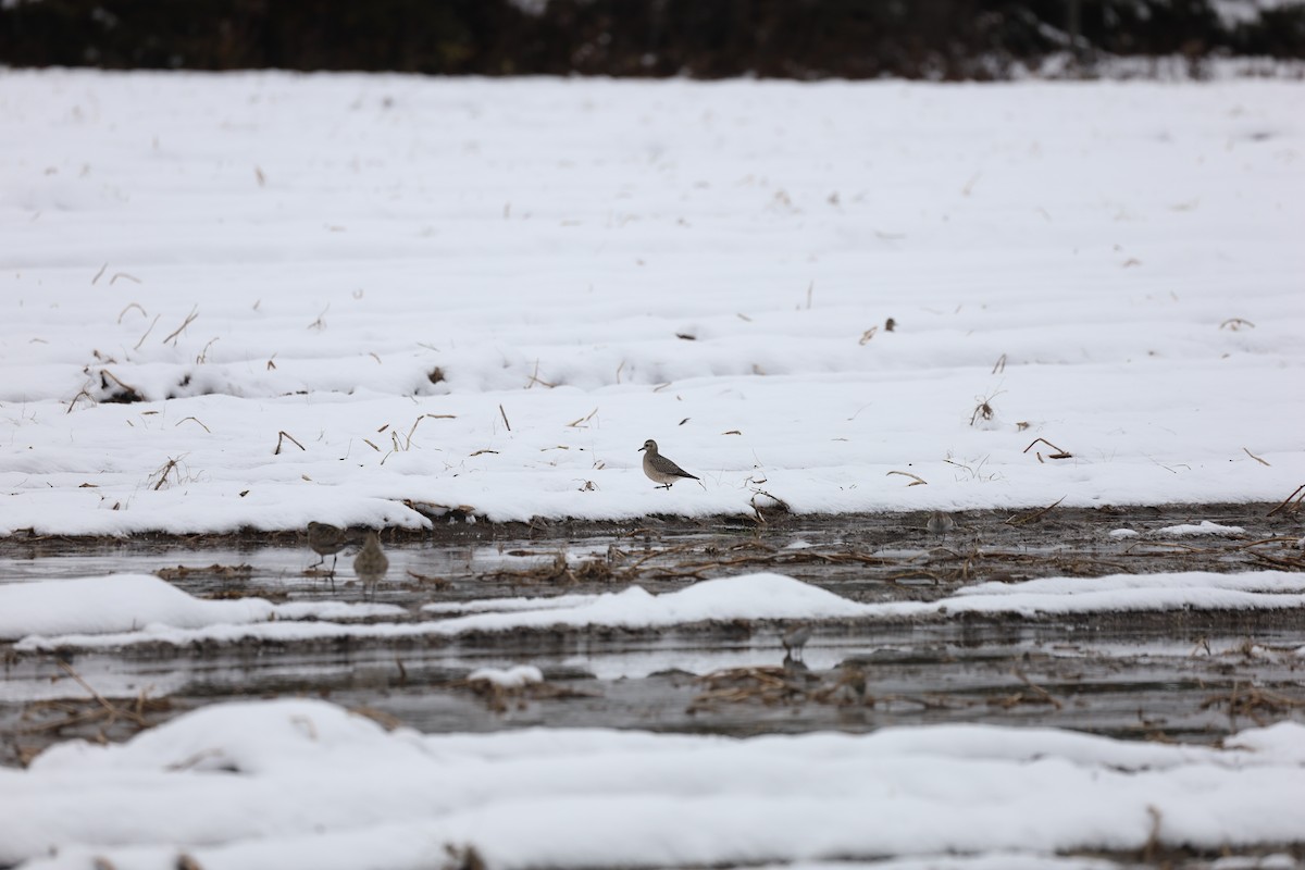 American Golden-Plover - ML275007721