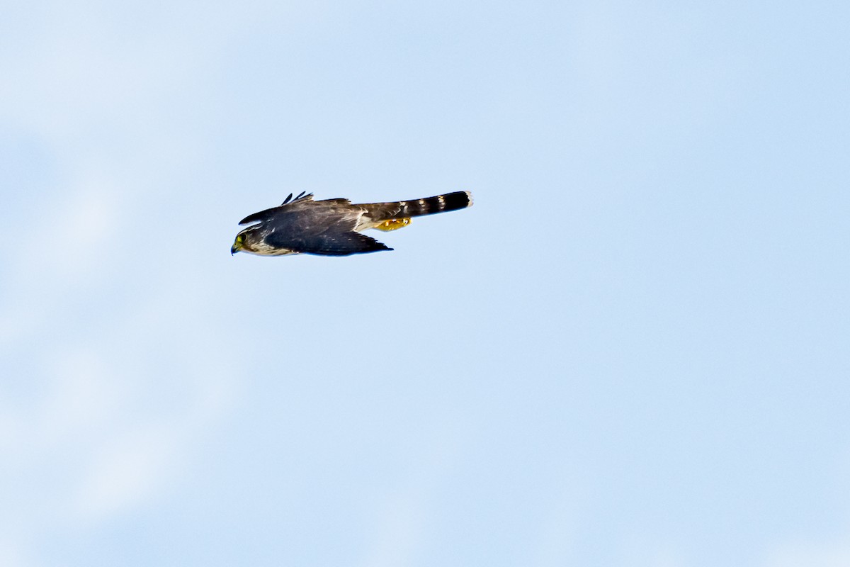 Хайргууна шонхор - ML275008361