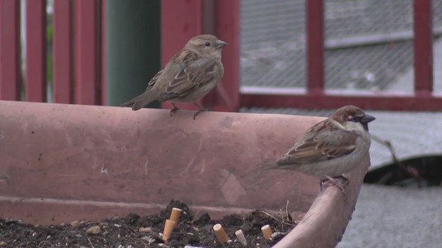 Italian Sparrow - ML275009151