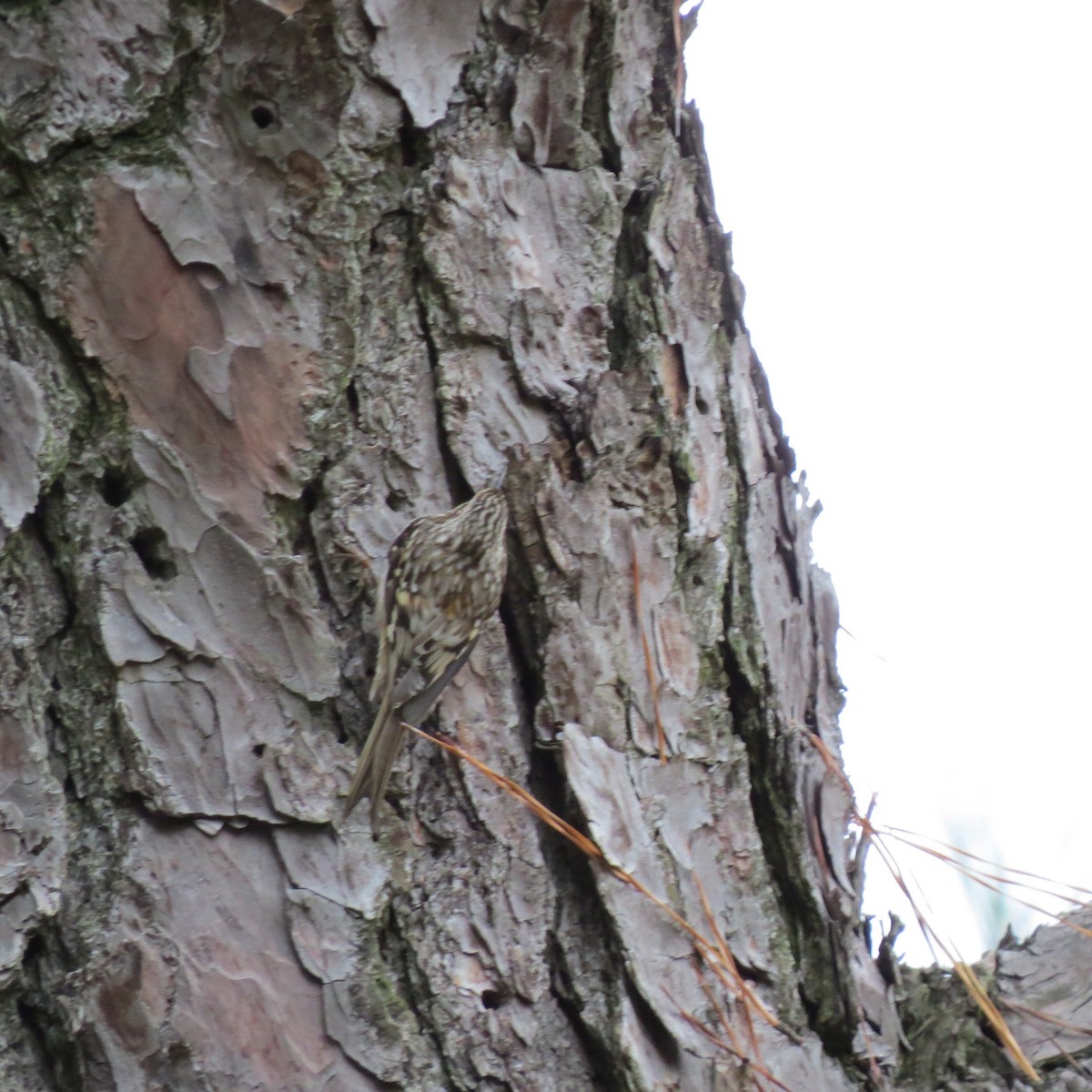 Brown Creeper - ML275009891