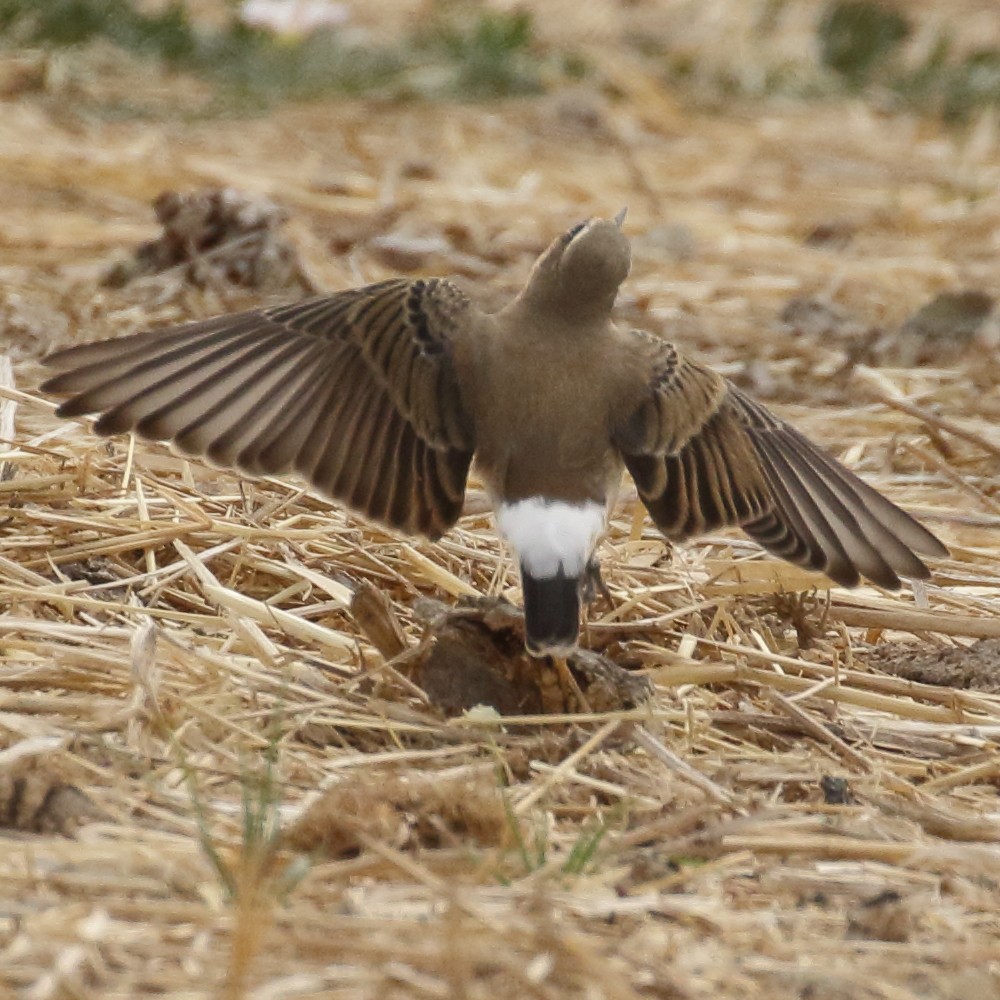 Northern Wheatear - ML275010541