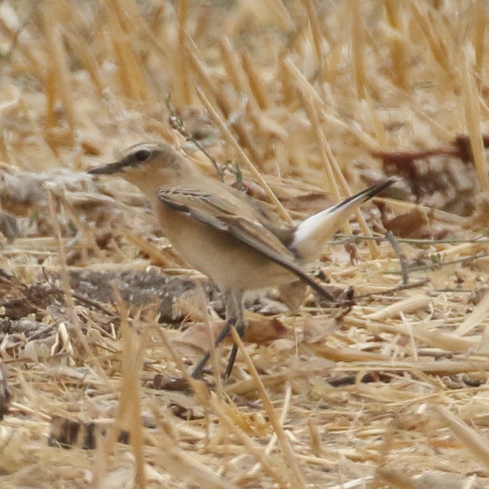 Northern Wheatear - ML275010581