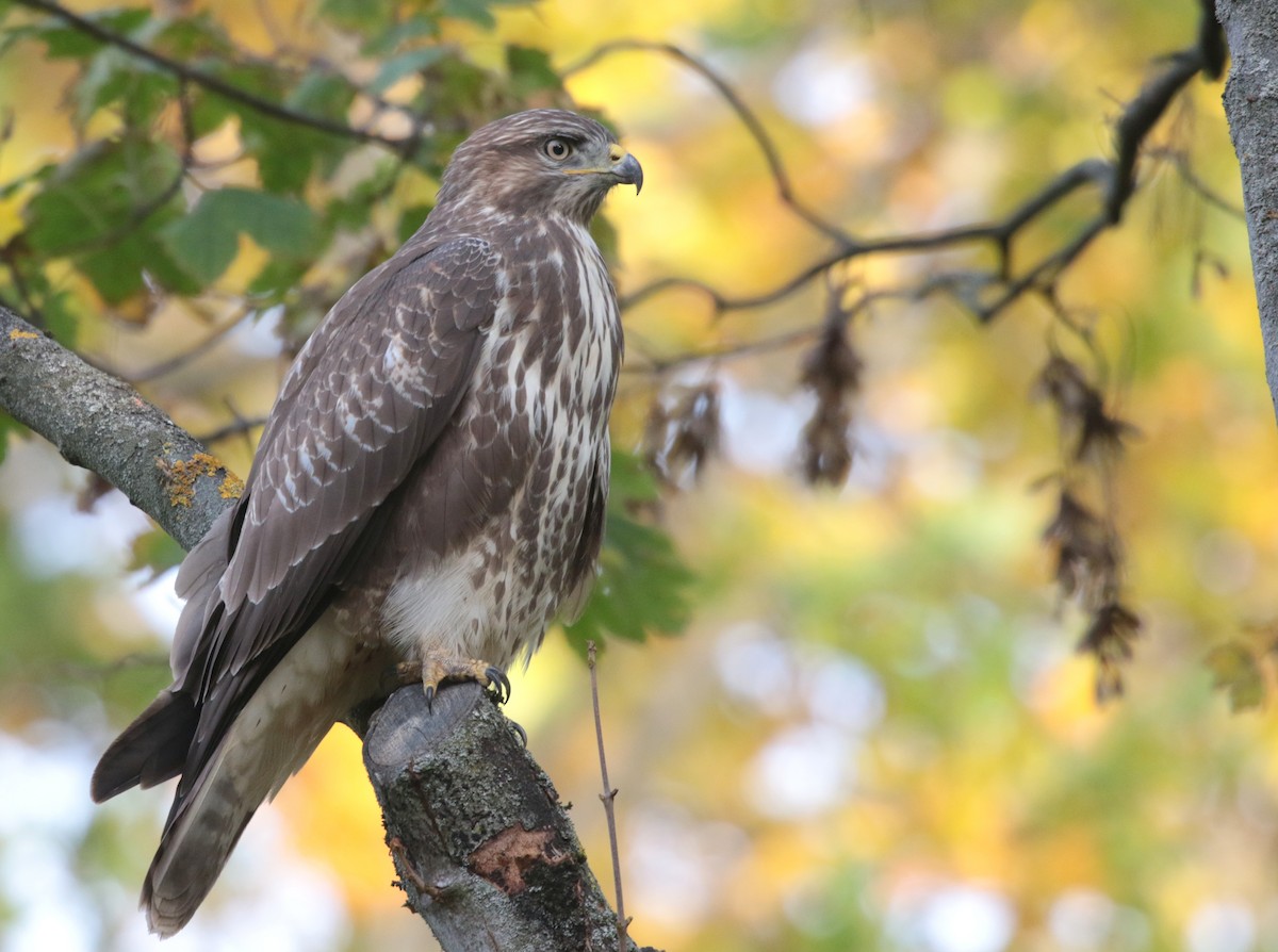 Common Buzzard - Corey Callaghan
