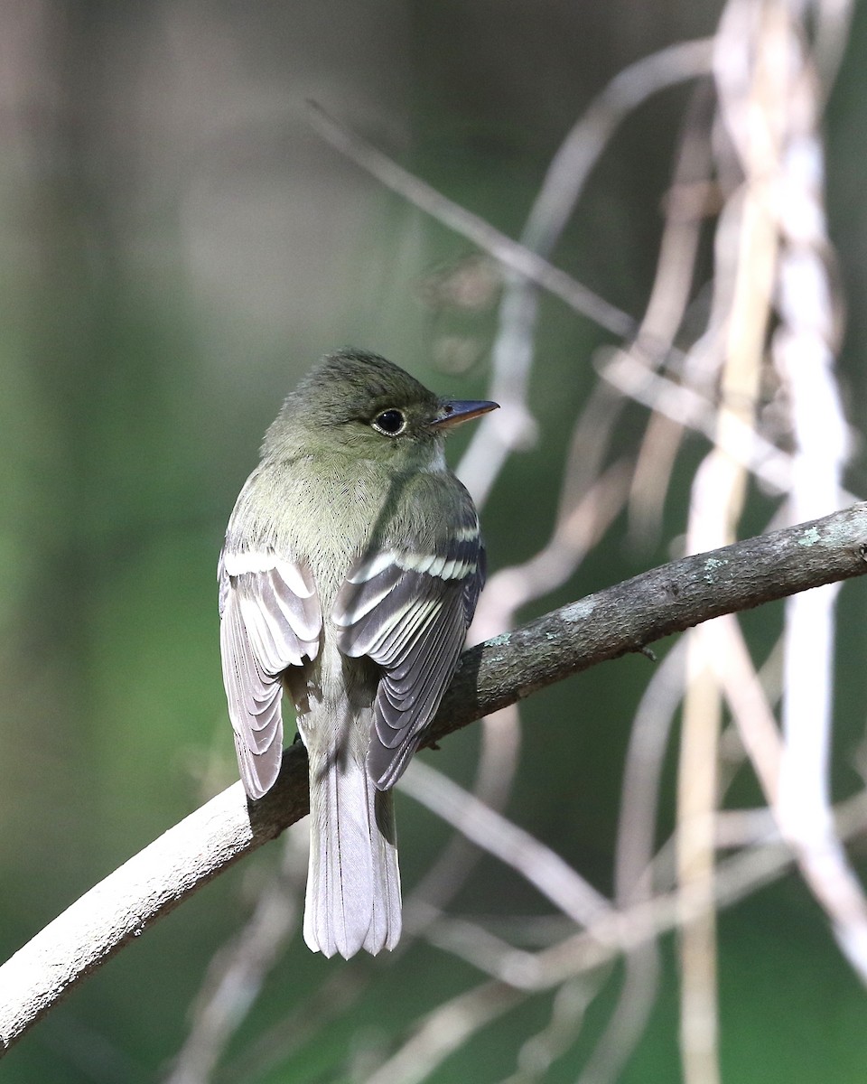 Acadian Flycatcher - joan garvey