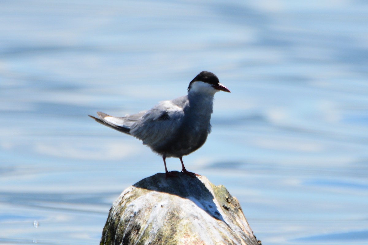 Whiskered Tern - Ergün Cengiz