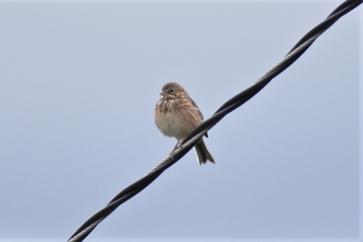 Vesper Sparrow - Krzysztof Bystrowski