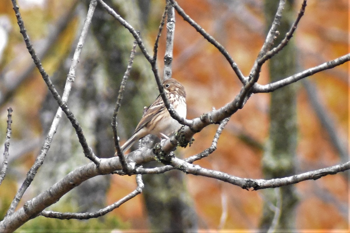 Vesper Sparrow - Krzysztof Bystrowski