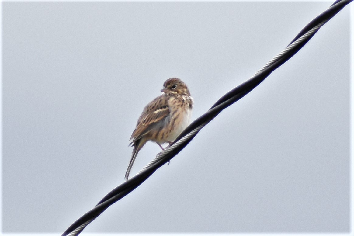 Vesper Sparrow - Krzysztof Bystrowski