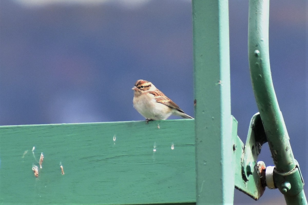 Chipping Sparrow - Krzysztof Bystrowski