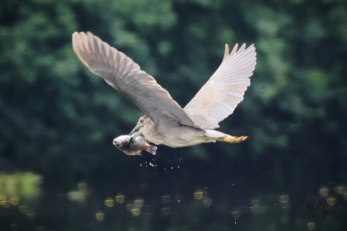 Black-crowned Night Heron - BE RAJENDRAN