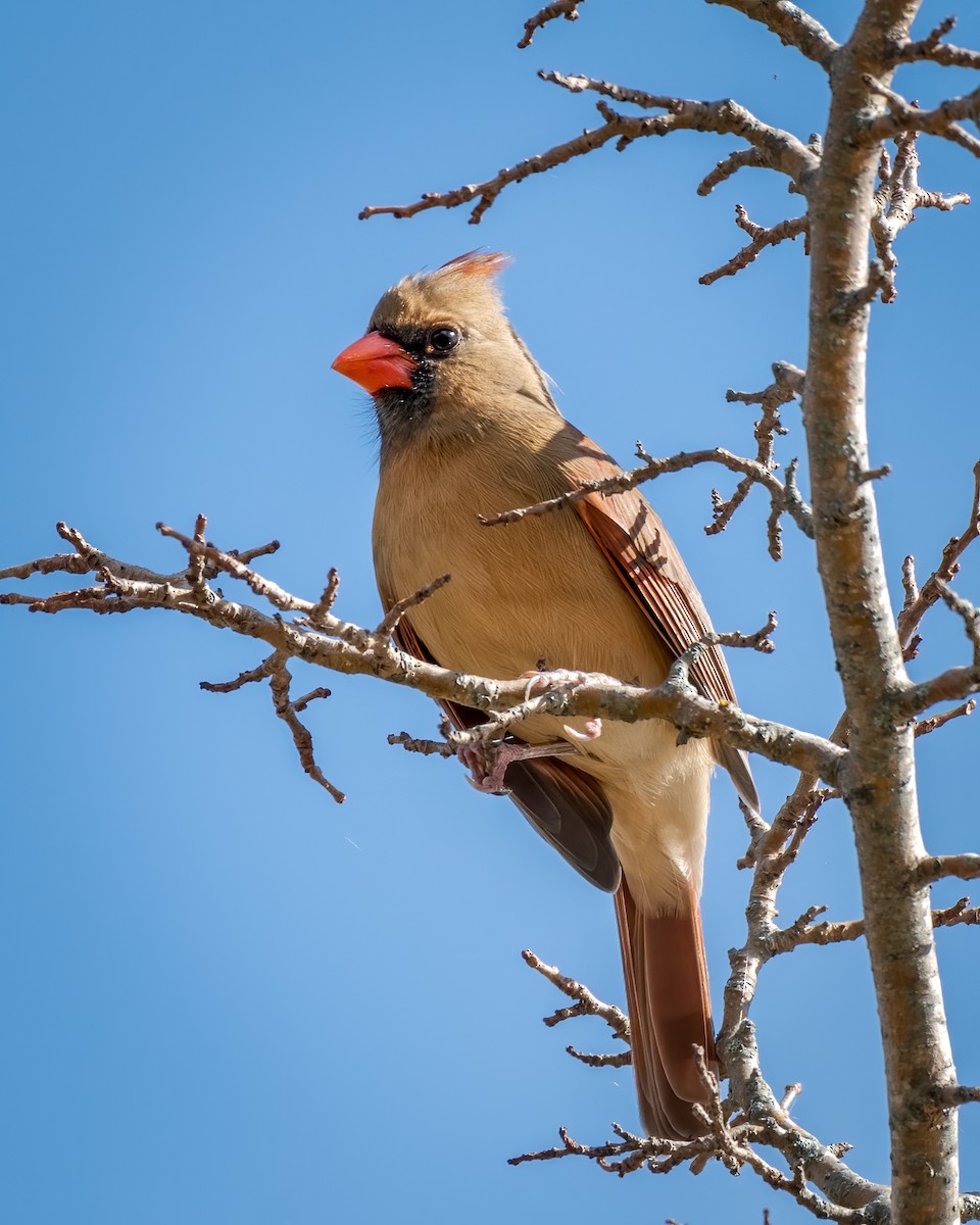 Northern Cardinal - Andy Wilson