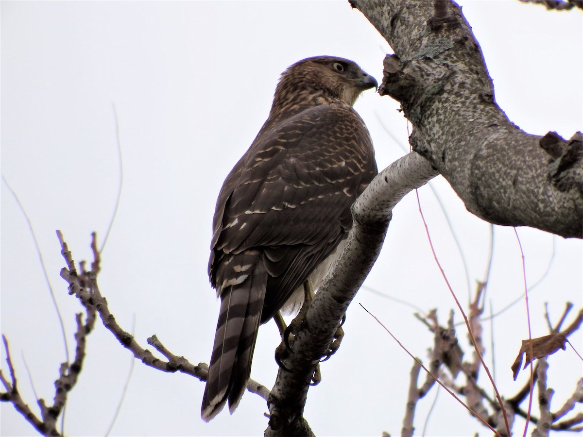 Cooper's Hawk - ML275015311