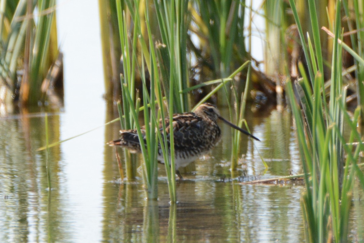 Common Snipe - ML275015551