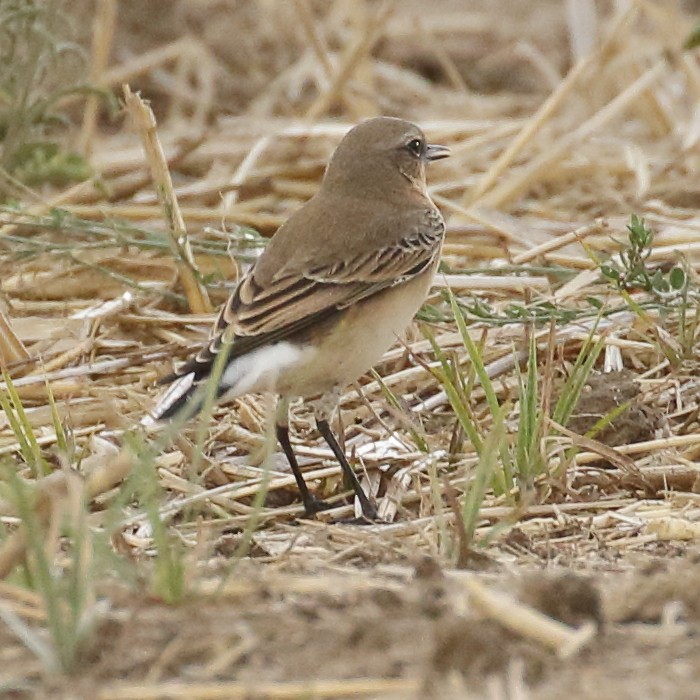 Northern Wheatear - ML275015781