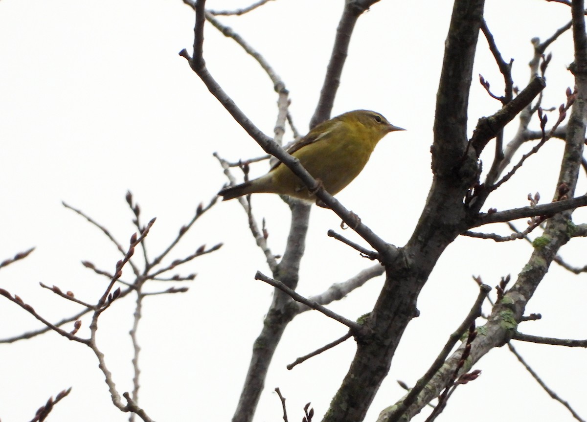 møllparula - ML275016461