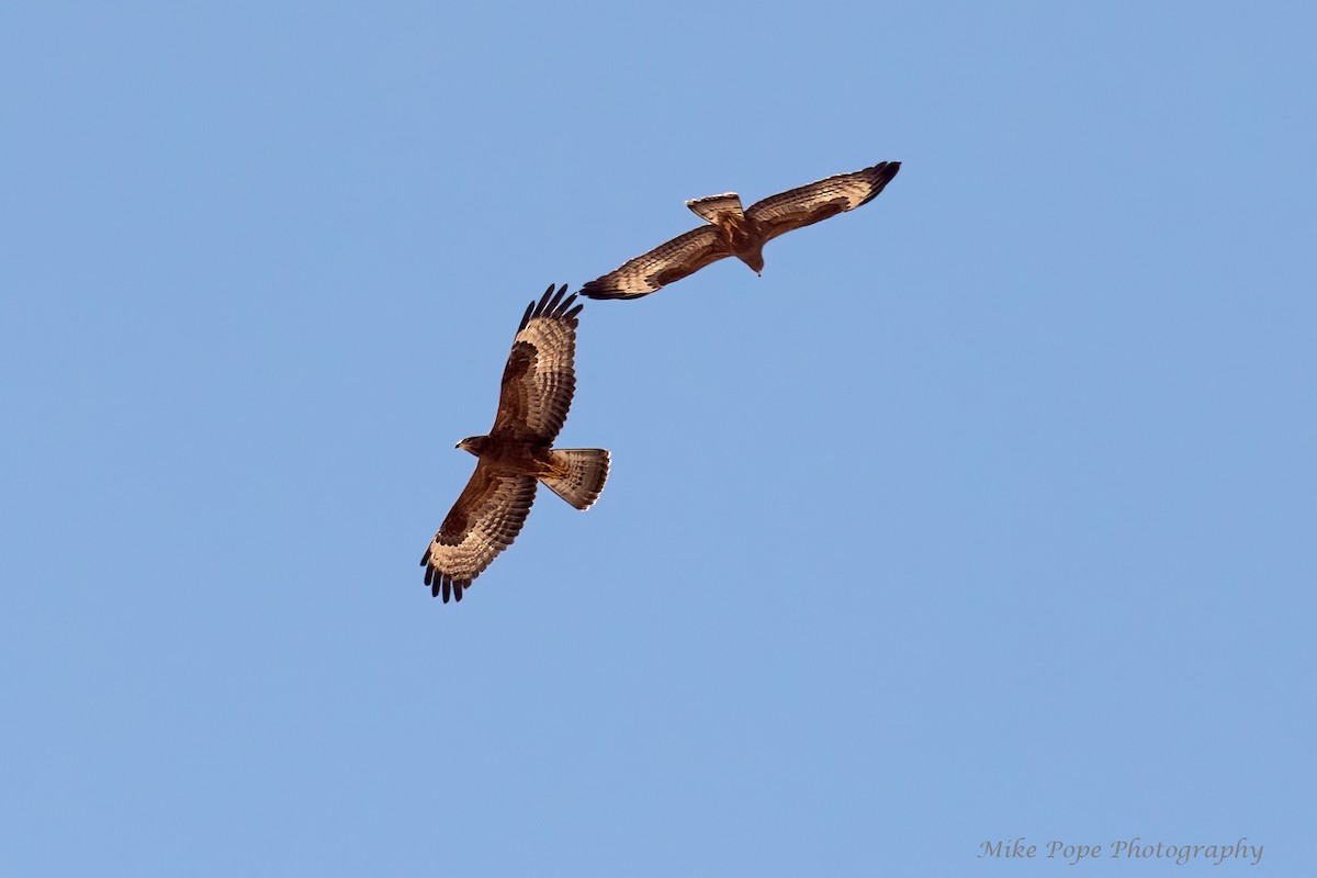 European Honey-buzzard - Mike Pope