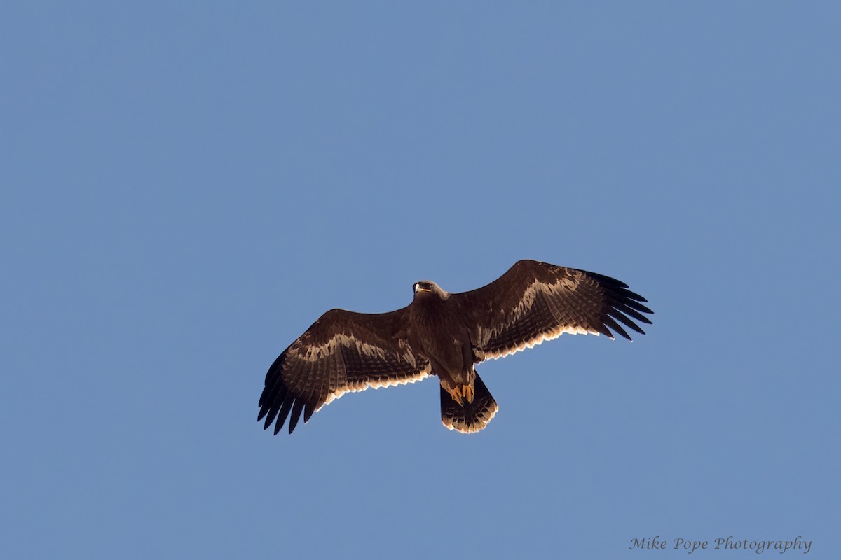 Steppe Eagle - ML275016891