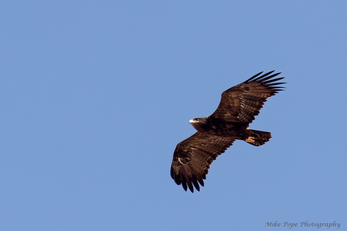 Steppe Eagle - ML275016901