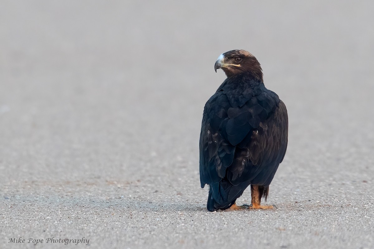 Steppe Eagle - ML275016941