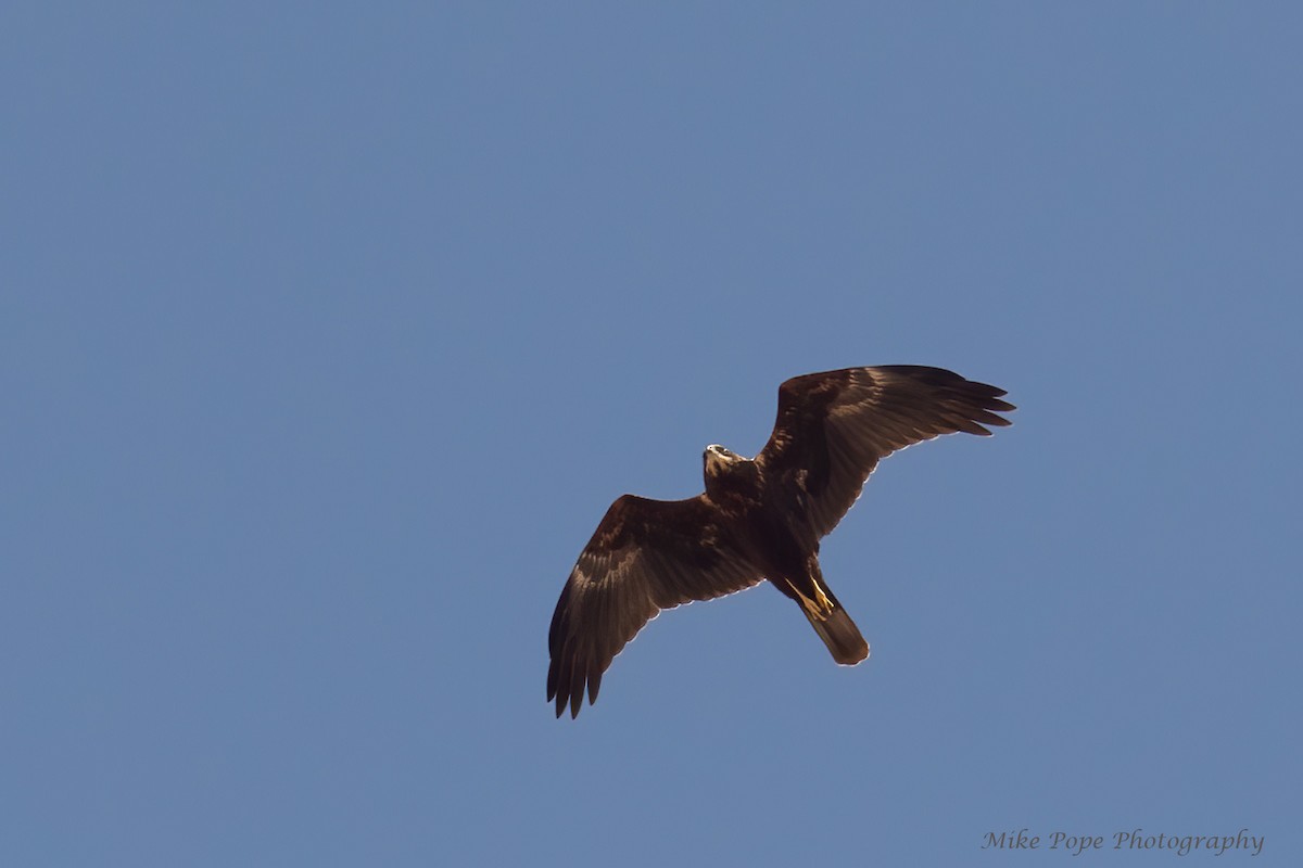 Western Marsh Harrier - ML275016951