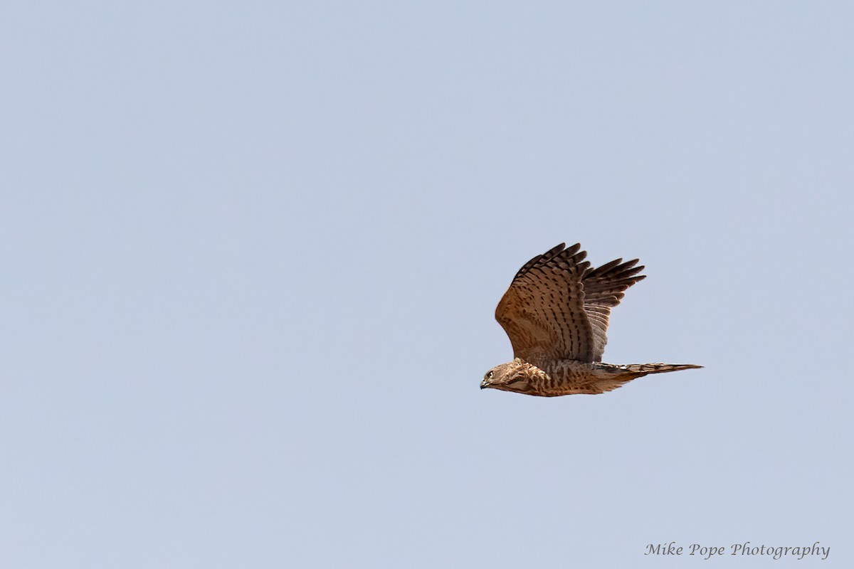 Shikra (Asian) - Mike Pope