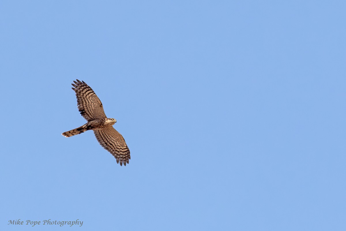 Eurasian Sparrowhawk - ML275017101