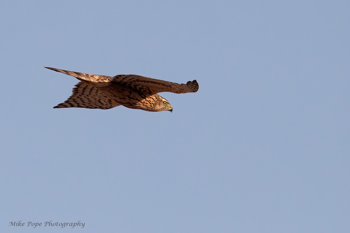 Eurasian Goshawk - ML275017121