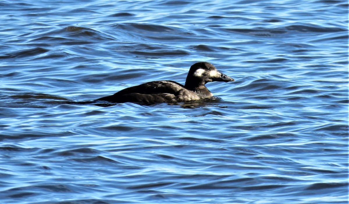 White-winged Scoter - ML275017161