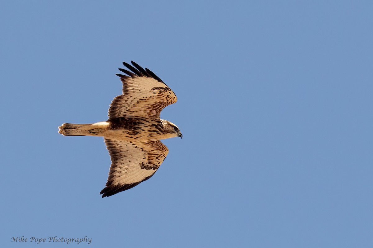 Mäusebussard (vulpinus/menetriesi) - ML275017221