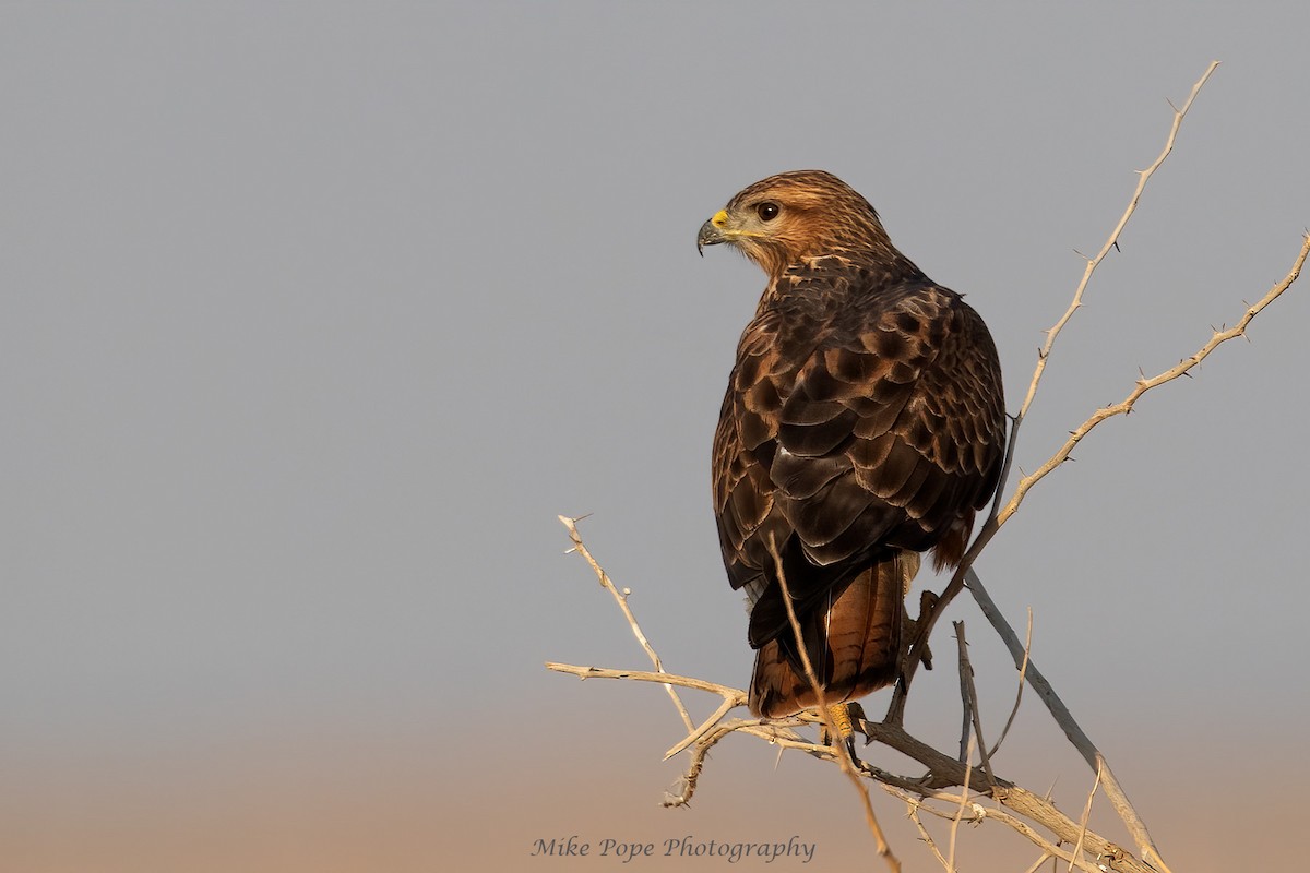 Common Buzzard (Steppe) - ML275017231