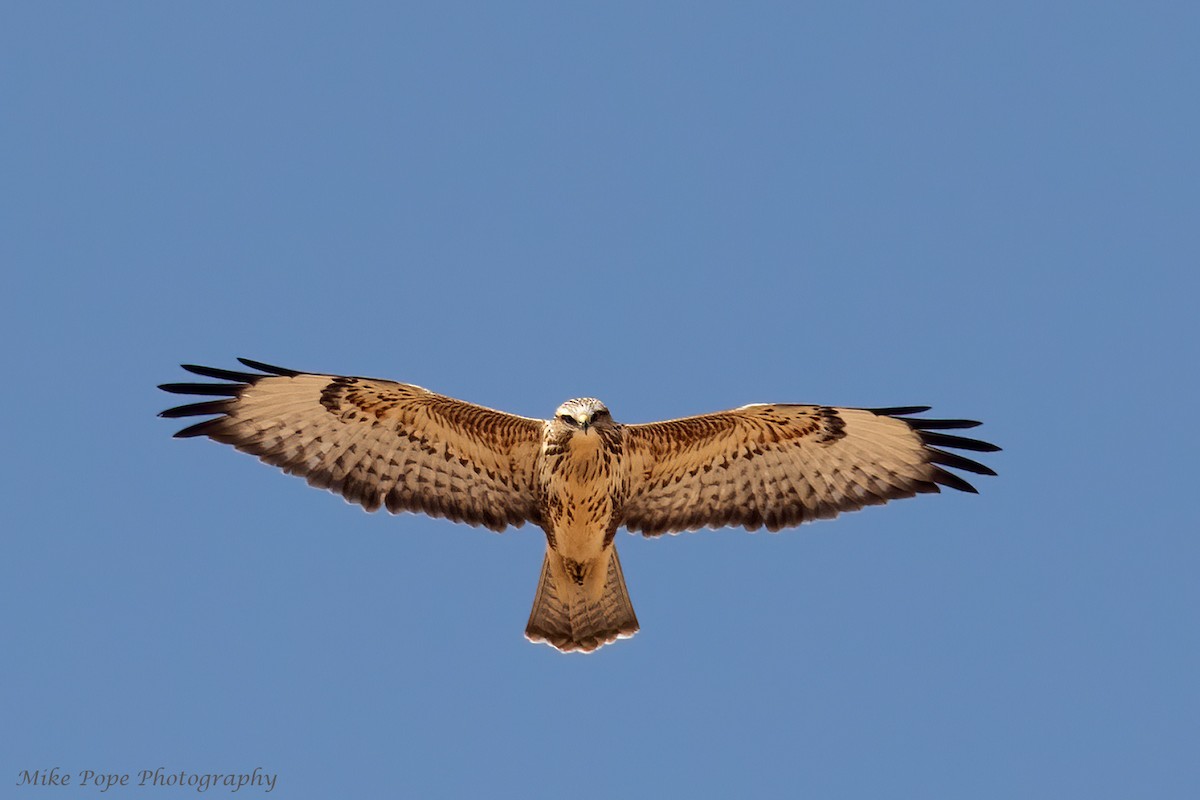 Common Buzzard (Steppe) - ML275017241