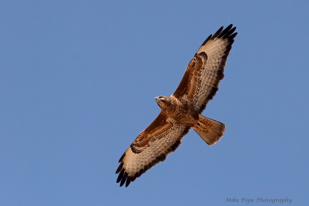 Common Buzzard (Steppe) - ML275017251