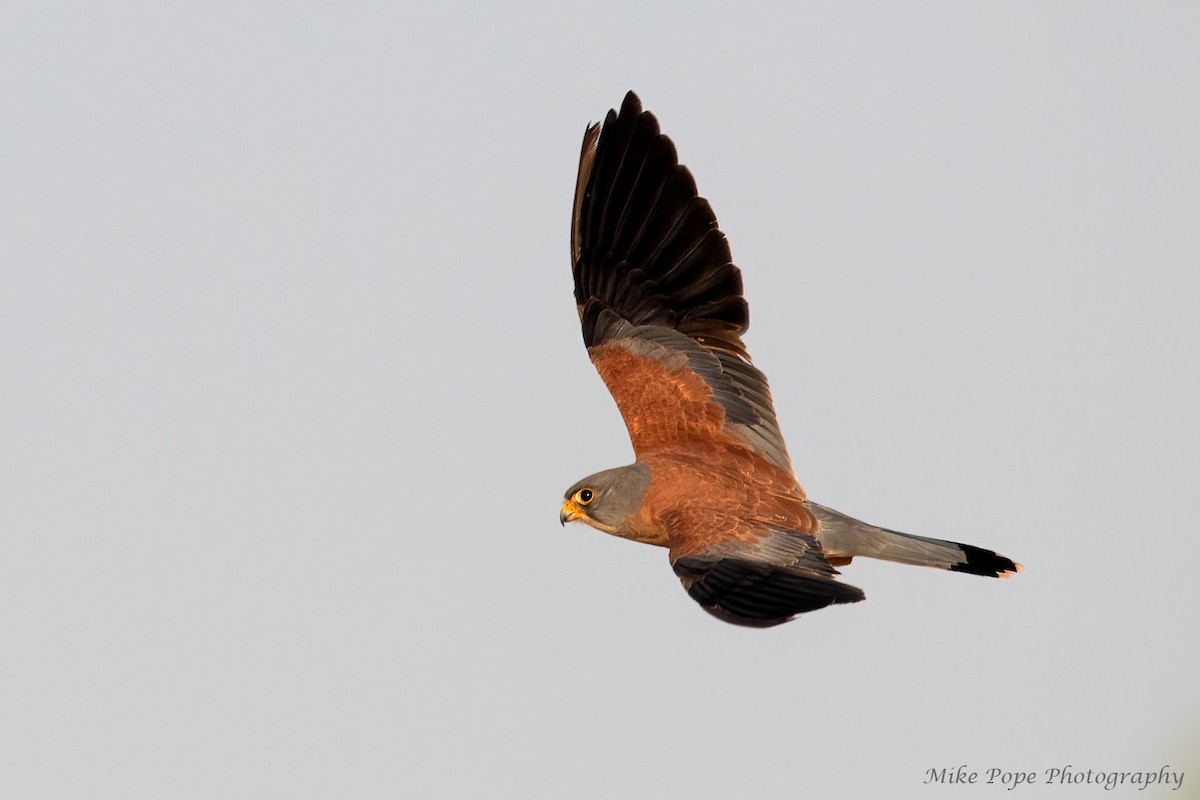 Lesser Kestrel - ML275017291