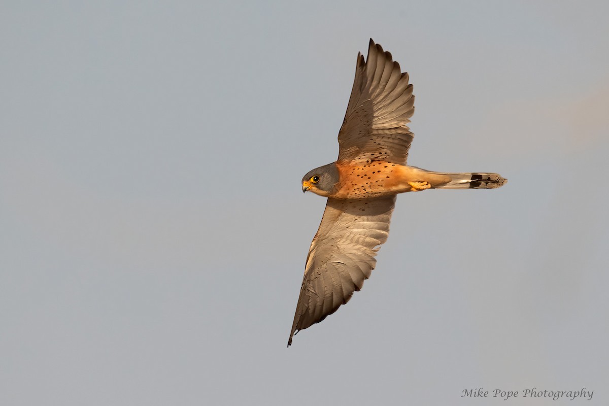 Lesser Kestrel - ML275017321