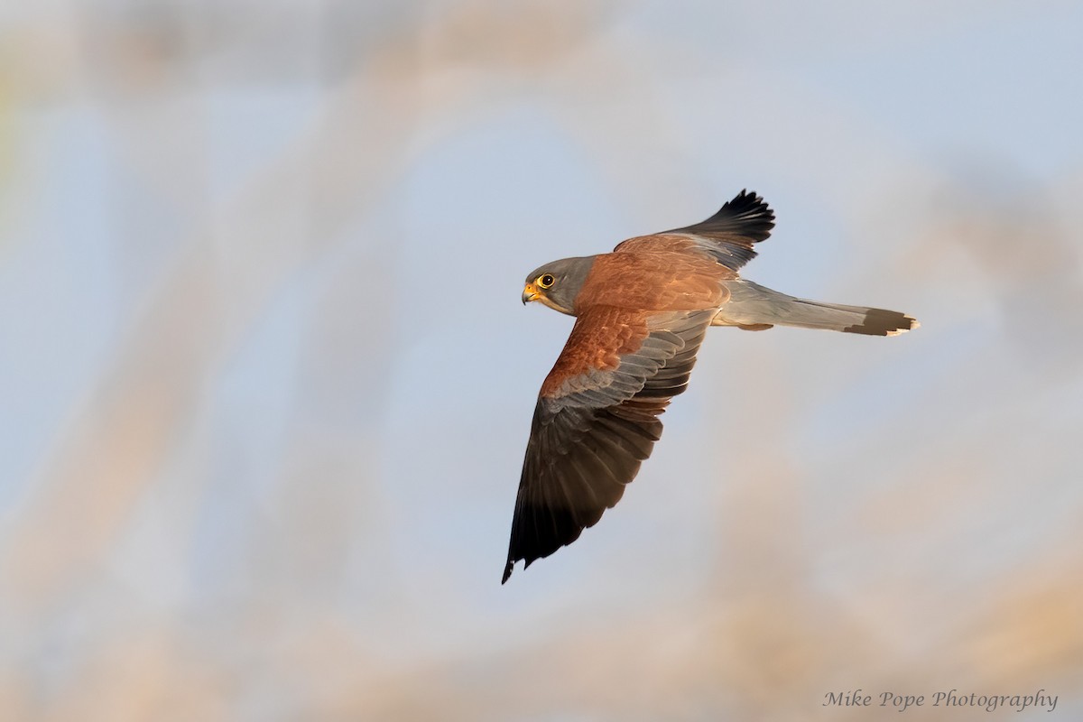 Lesser Kestrel - ML275017351