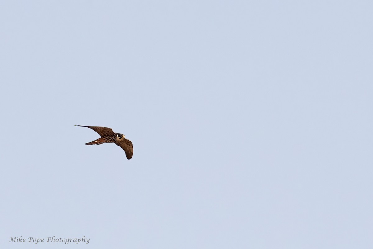 Eurasian Hobby - ML275017471