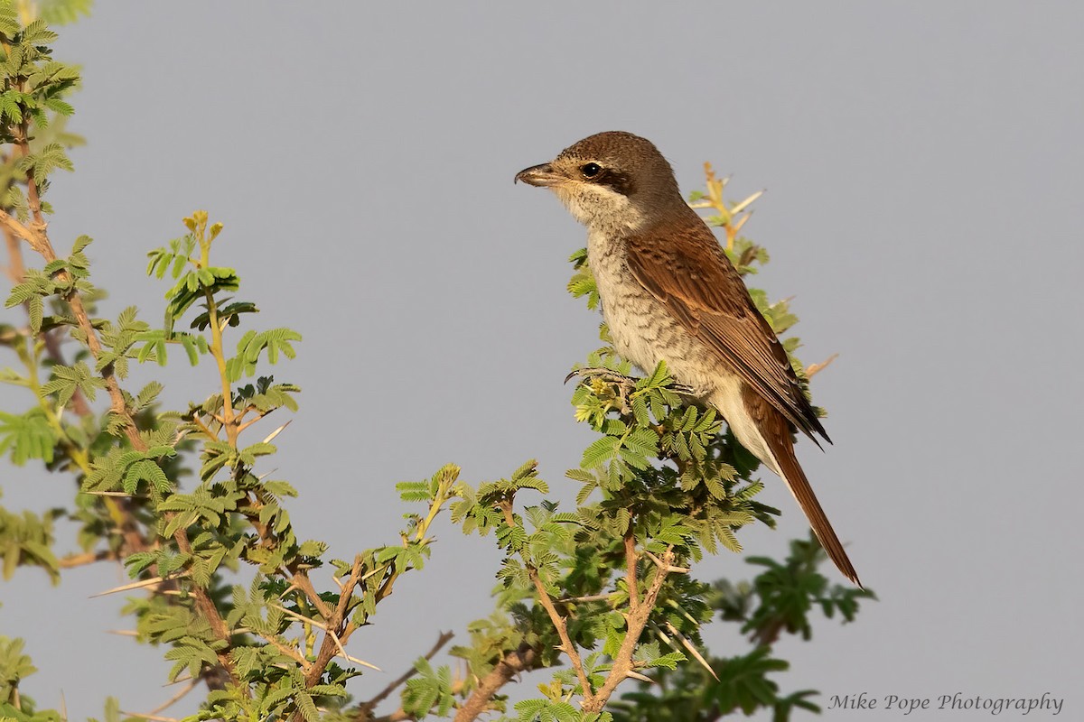 Red-backed Shrike - ML275017511