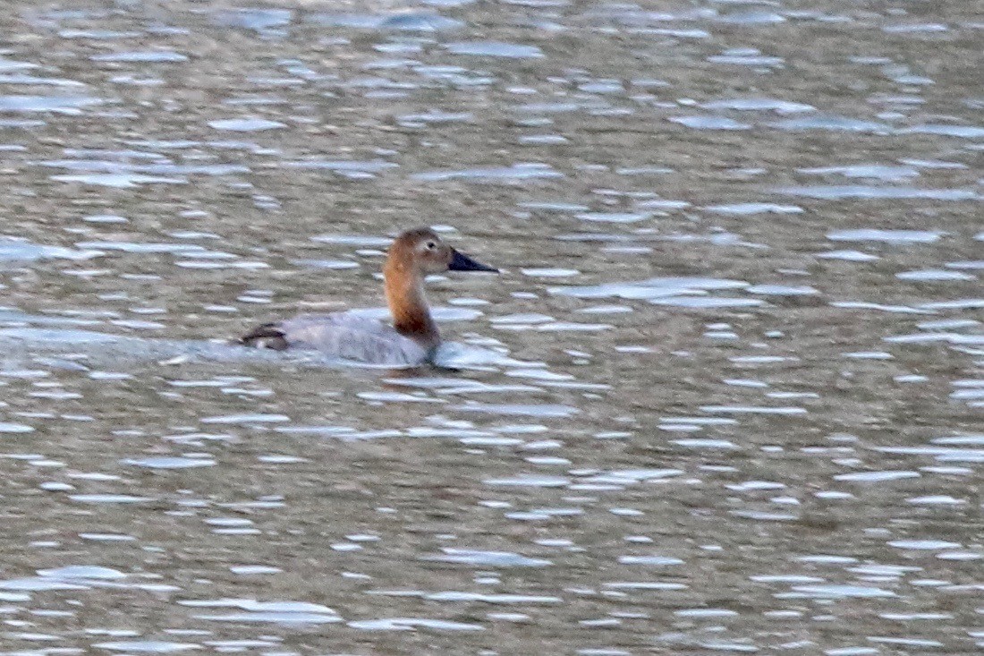 Canvasback - ML275017521