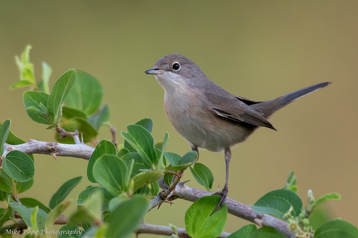 Menetries's Warbler - ML275017701