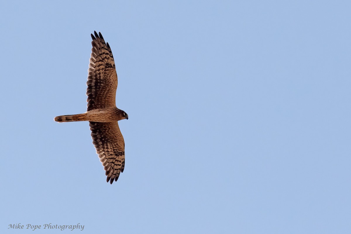 Pallid Harrier - Mike Pope