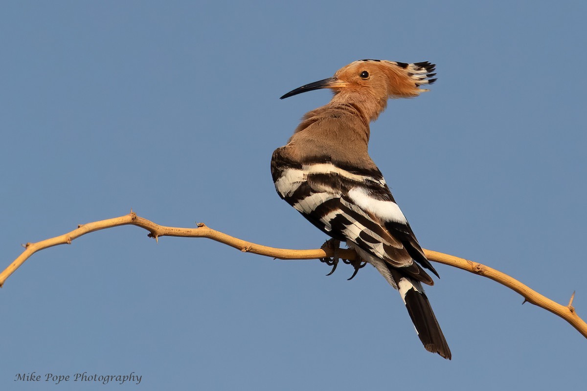 Eurasian Hoopoe - ML275018481