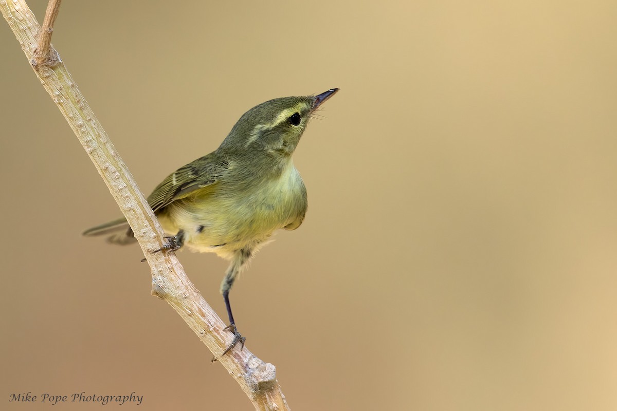 Green Warbler - ML275018731