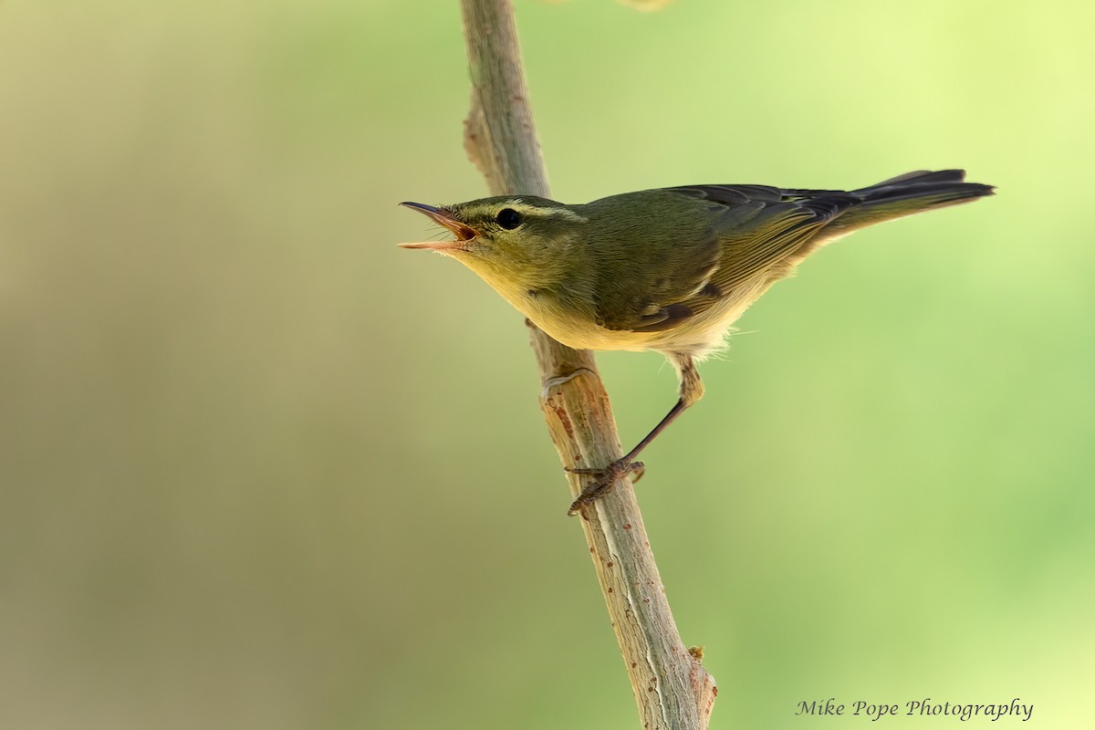 Green Warbler - ML275018771