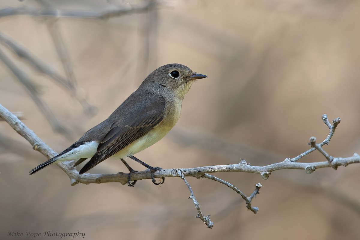 Red-breasted Flycatcher - ML275018881