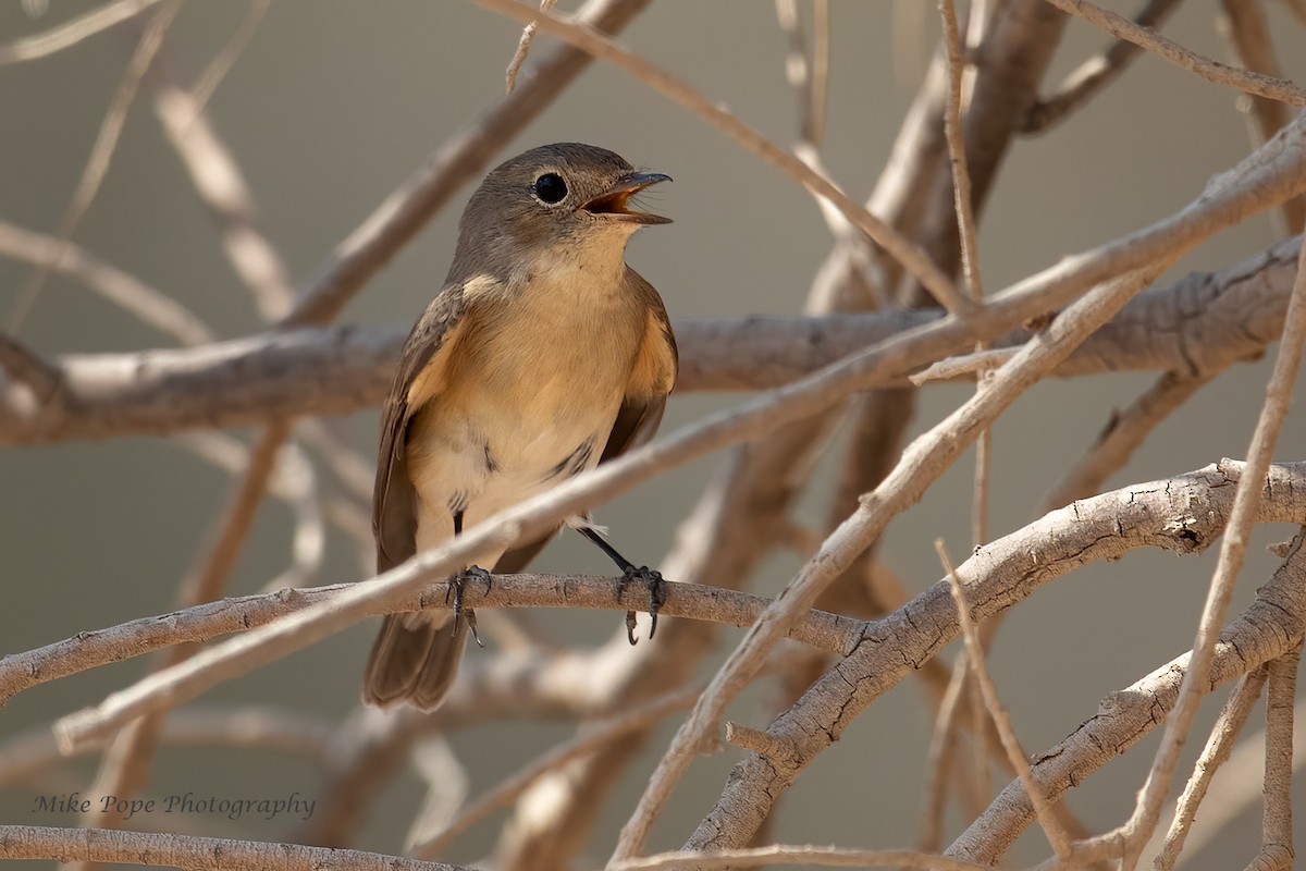 Red-breasted Flycatcher - ML275018891