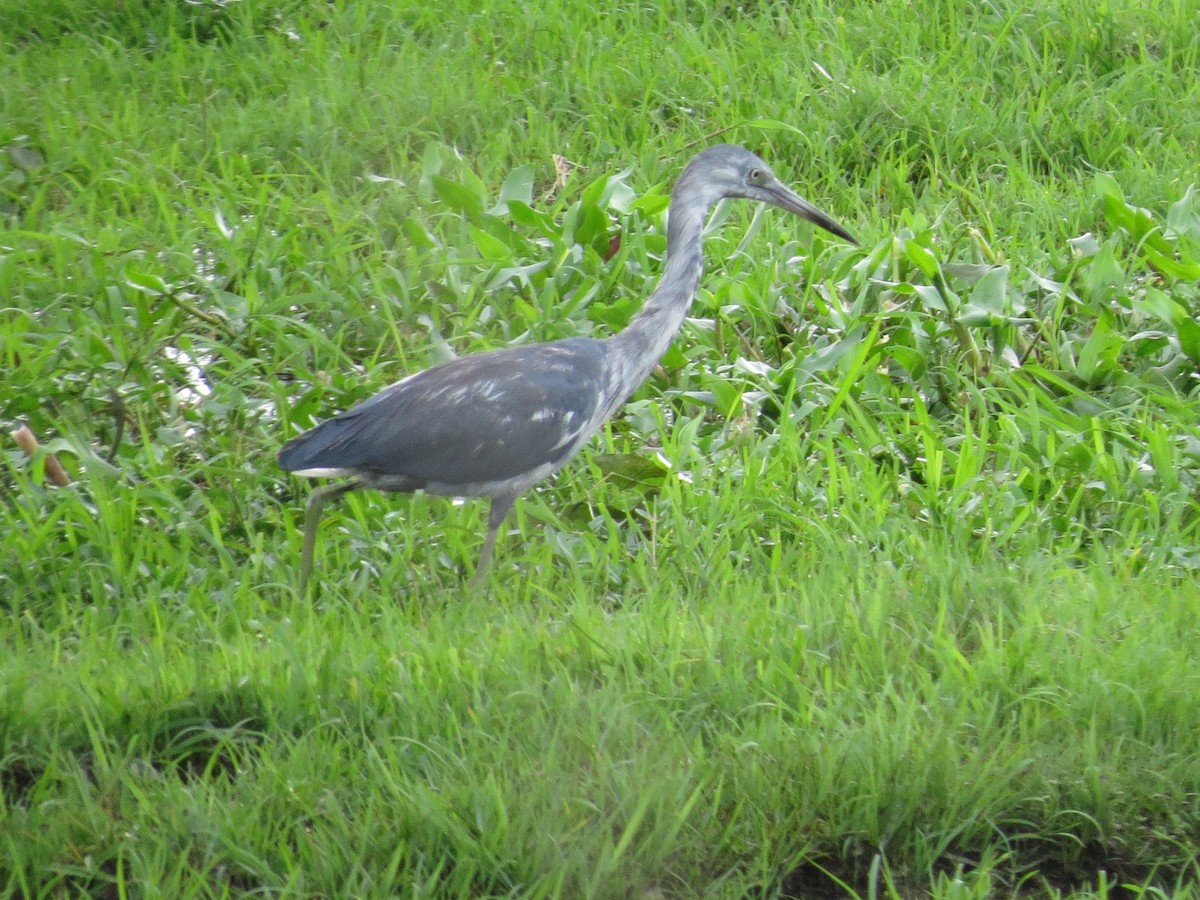 Little Blue Heron - ML27501951