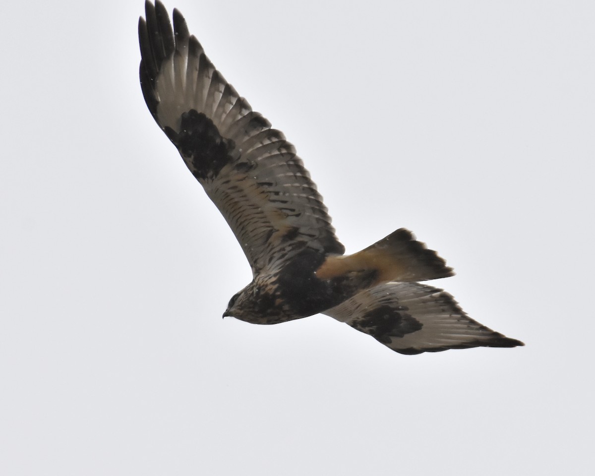 Rough-legged Hawk - Brian Hicks