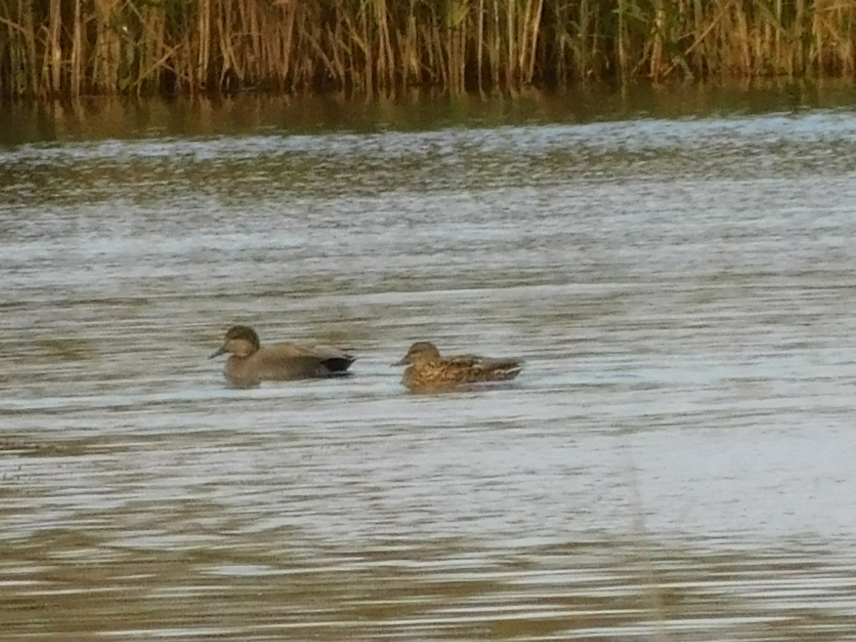 Gadwall - John Williams